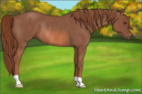 Horse Color:Chestnut Rabicano 