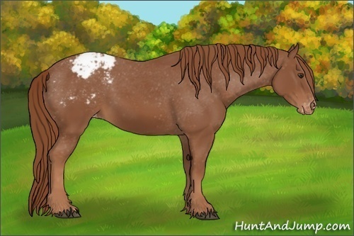 Horse Color: Unknown 