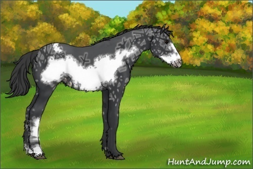 Horse Color:Black Ice Frame Appaloosa 