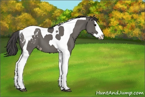 Horse Color:Grullo Splash Tobiano Appaloosa