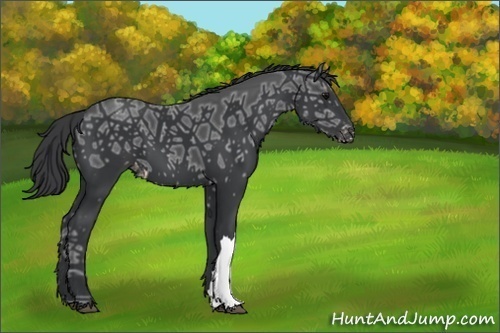 Horse Color:Black Ice Snowcap