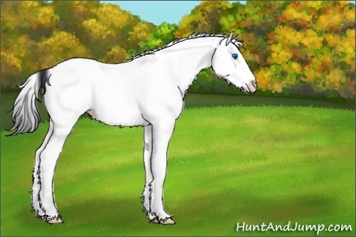 Horse Color:White Spotted Black Splash Appaloosa 