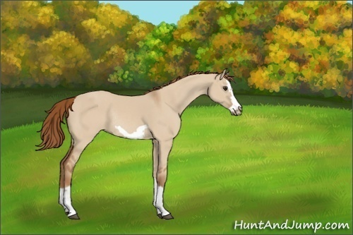 Horse Color:Red Dun Splash Frame Rabicano 