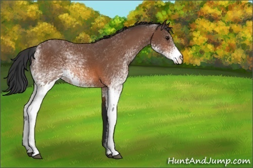 Horse Color:White Spotted Bay