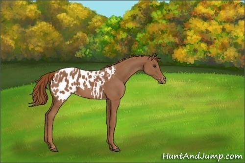 Horse Color:Chestnut Blanket