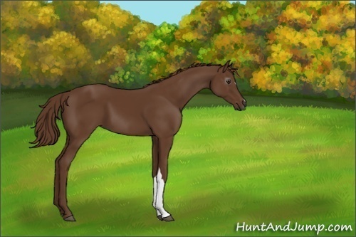 Horse Color:Gray Chestnut 