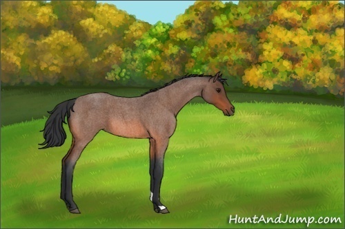 Horse Color:Bay Roan 