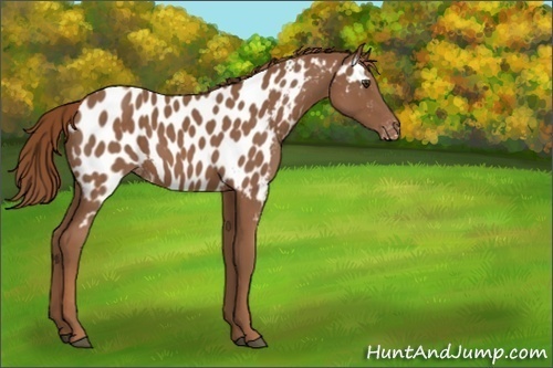 Horse Color:Chestnut Near Leopard 