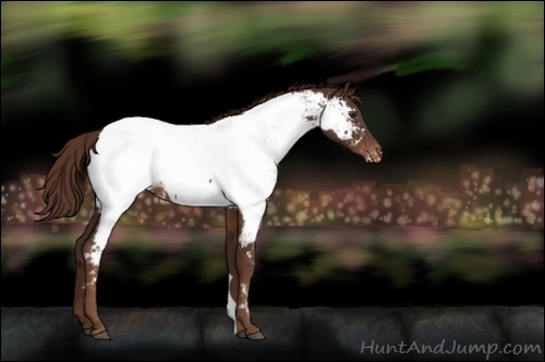 Horse Color:Liver Chestnut Appaloosa
