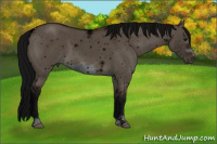 Horse Color:ERROR: UNKNOWN ANOMALY