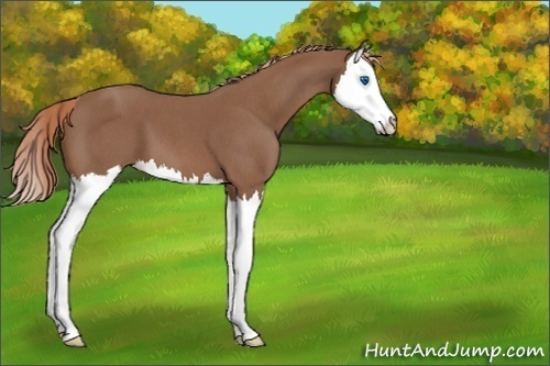 Horse Color:Unknown 