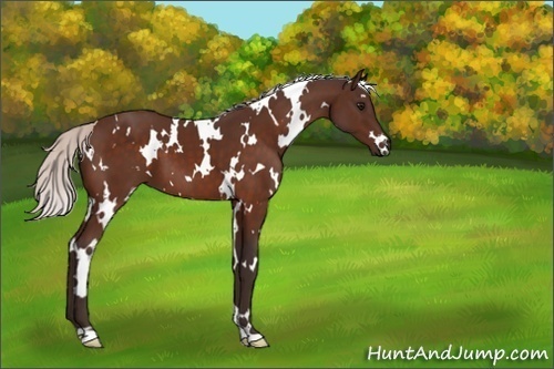Horse Color:Unknown 