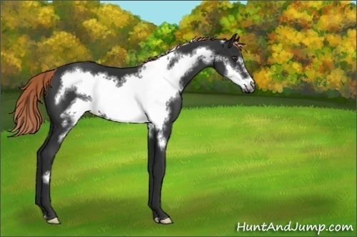 Horse Color:Unknown 