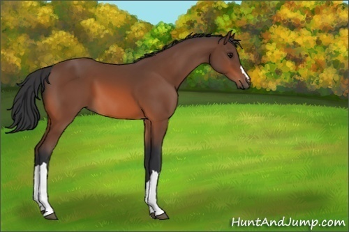 Horse Color:Unknown 