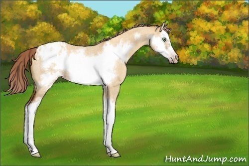 Horse Color:Unknown 