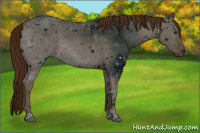 Horse Color:ERROR: UNKNOWN ANOMALY