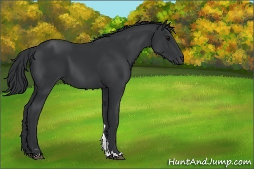 Horse Color:Unknown 