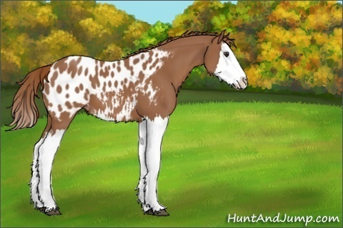Horse Color:Unknown 