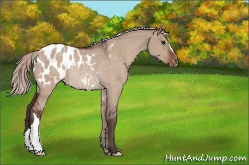 Horse Color:Unknown 