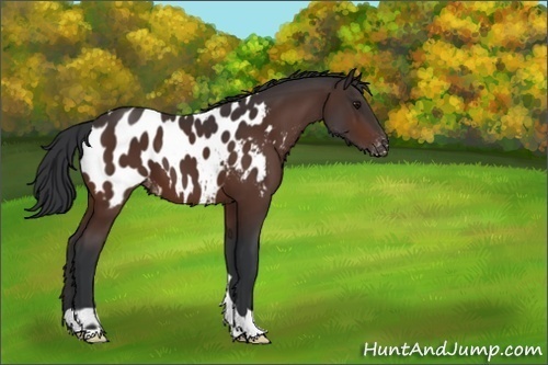 Horse Color:Brown Appaloosa 