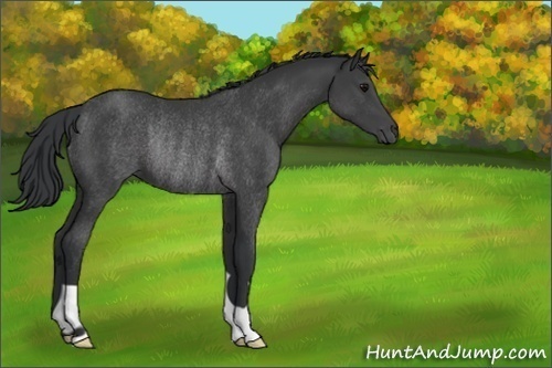 Horse Color:Black Rabicano 