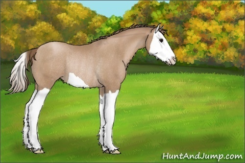 Horse Color:Black Pearl Splash Rabicano