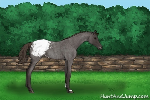 Horse Color:Smoky Blue Roan Snowcap 