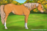 Horse Color:Gray Palomino 