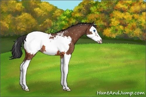 Horse Color:Bay Splash Frame Snowcap 