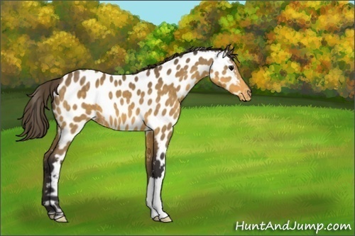 Horse Color:Buckskin Near Leopard