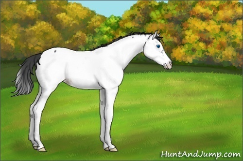 Horse Color:Black Splash Frame Appaloosa