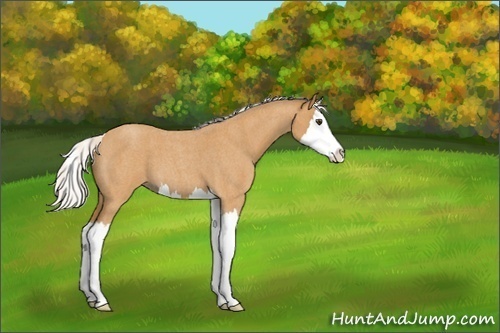 Horse Color:Silver Buckskin Roan Splash