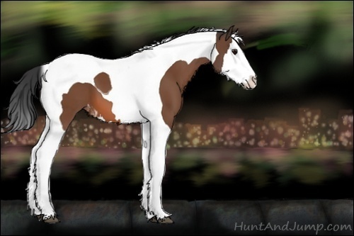 Horse Color:Bay Splash Tobiano Blanket 