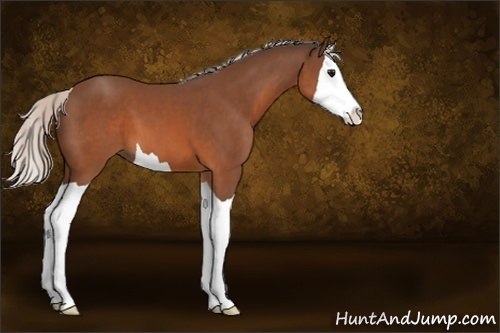 Horse Color:Silver Brown Splash 