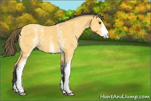 Horse Color:White Spotted Buckskin Appaloosa 