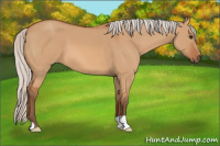 Horse Color:Silver Bay Dun