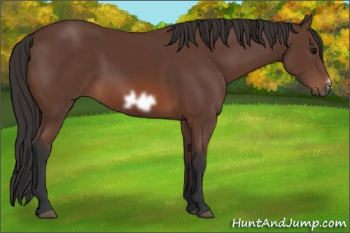 Horse Color: Bay Frame 