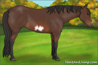 Horse Color:Bay Frame 