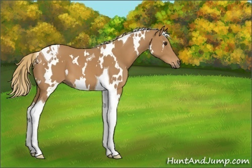 Horse Color:White Spotted Chestnut Tobiano 