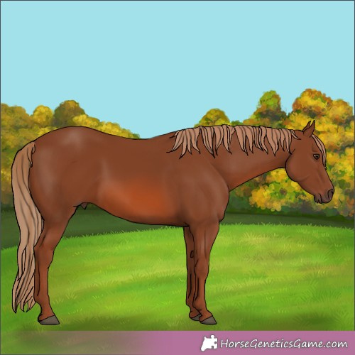 Horse Color:Chestnut 