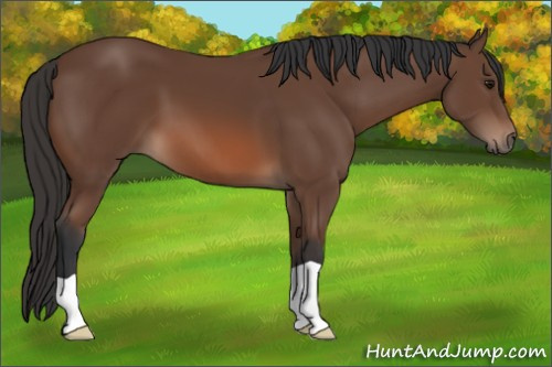 Horse Color: Bay 