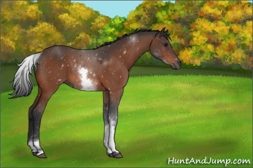 Horse Color:ERROR: UNKNOWN ANOMALY