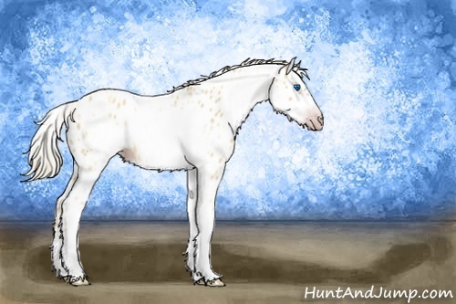 Horse Color:Gray White Spotted Gold Cream Champagne Roan Dun Splash Frame Appaloosa Rabicano