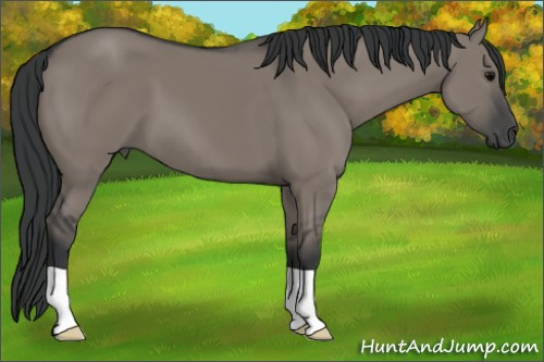 Horse Color: Grullo 