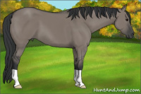 Horse Color:Grullo