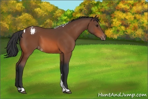Horse Color:Unknown 