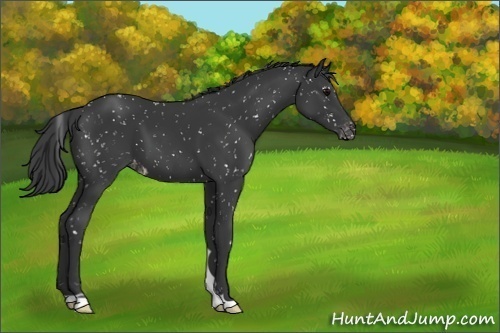 Horse Color:Black Snowcap