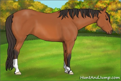 Horse Color: Bay 