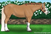 Horse Color:Chestnut Splash 