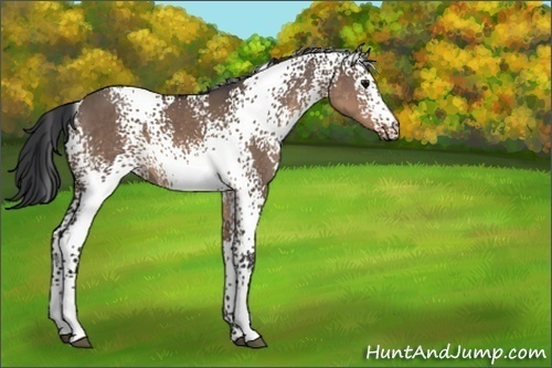 Horse Color:White Spotted Brown Dun